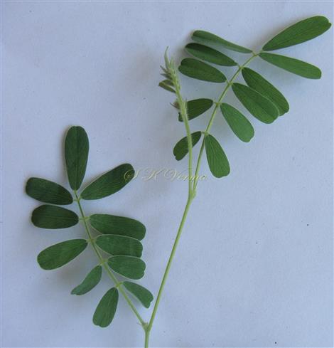  Leafy branch